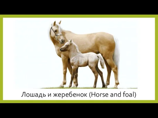 Лошадь и жеребенок (Horse and foal)