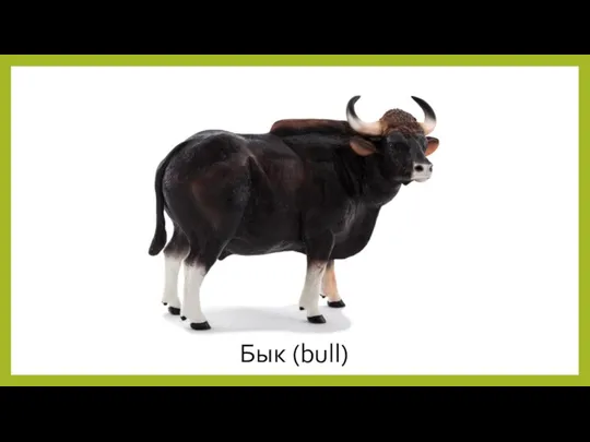 Бык (bull)