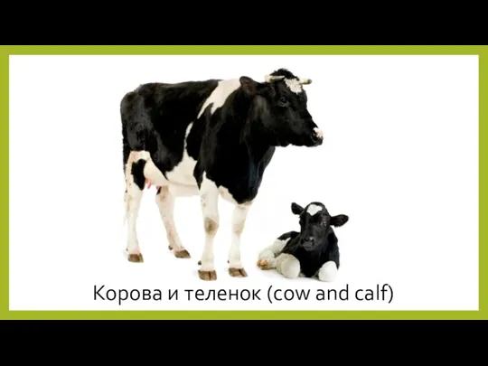 Корова и теленок (cow and calf)