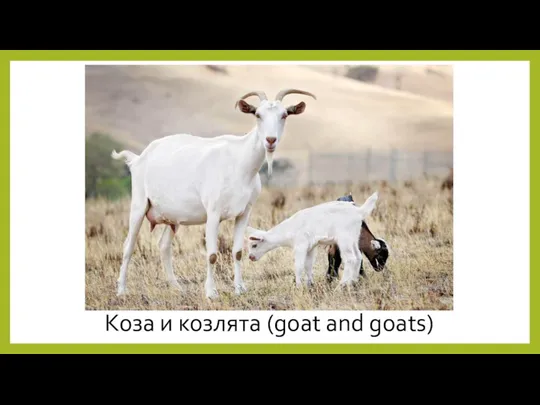 Коза и козлята (goat and goats)