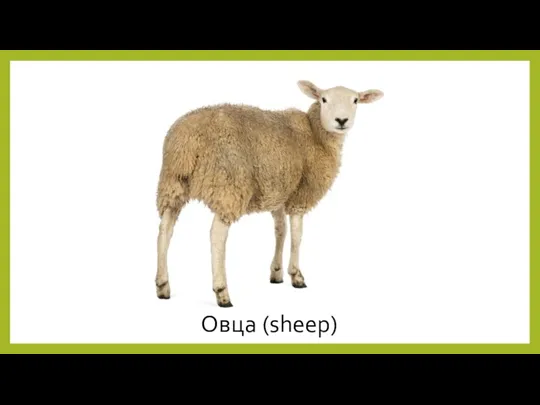 Овца (sheep)