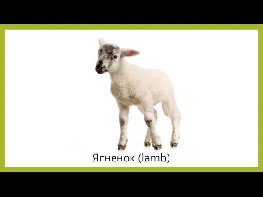 Ягненок (lamb)