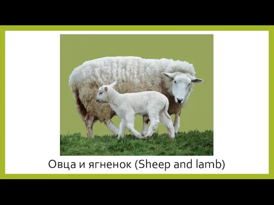 Овца и ягненок (Sheep and lamb)