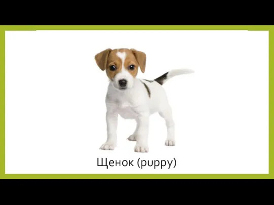 Щенок (puppy)