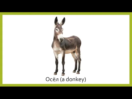 Осёл (a donkey)