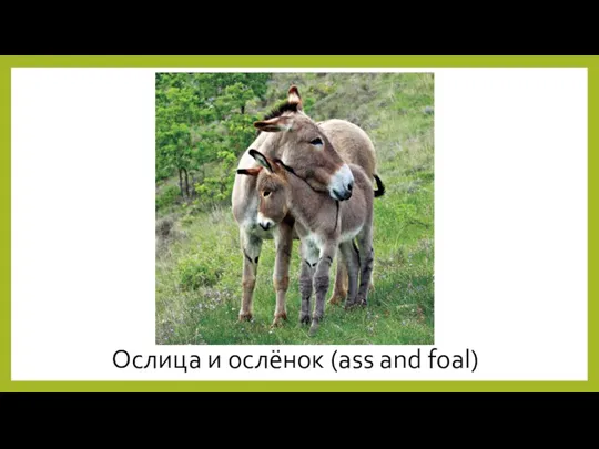 Ослица и ослёнок (ass and foal)
