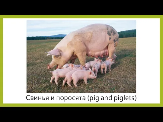Свинья и поросята (pig and piglets)