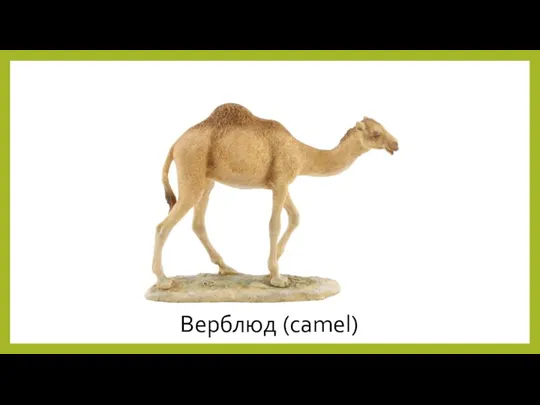 Верблюд (camel)