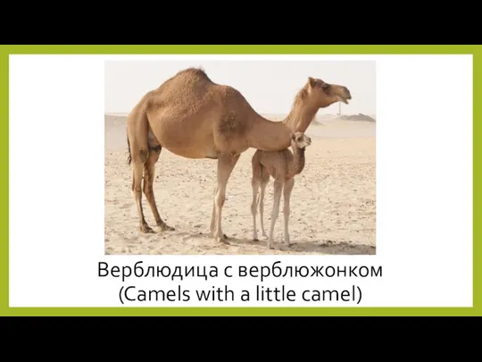Верблюдица с верблюжонком (Camels with a little camel)