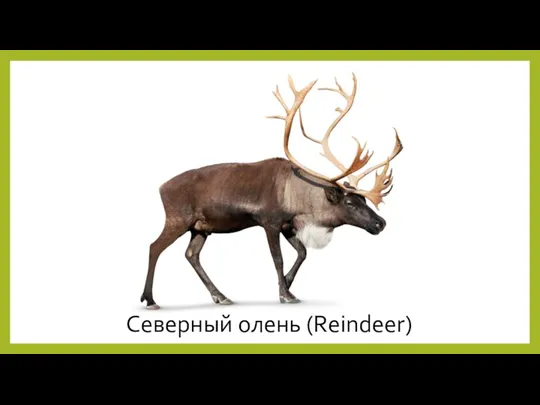 Северный олень (Reindeer)