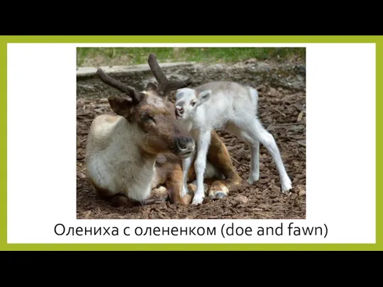 Олениха с олененком (doe and fawn)
