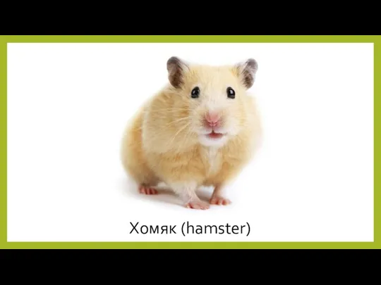 Хомяк (hamster)