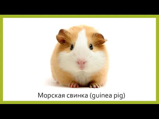Морская свинка (guinea pig)