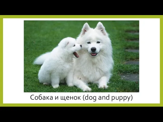 Собака и щенок (dog and puppy)