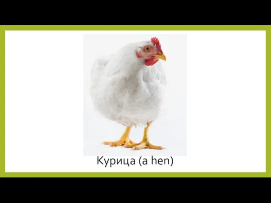 Курица (a hen)