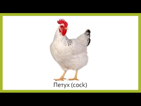 Петух (cock)