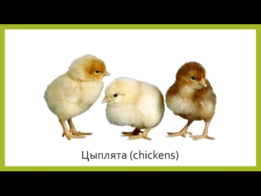 Цыплята (chickens)