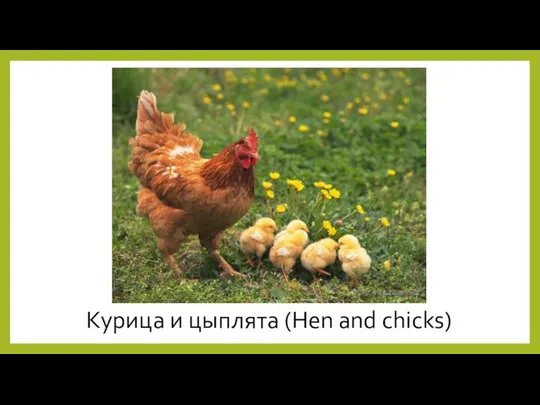 Курица и цыплята (Hen and chicks)
