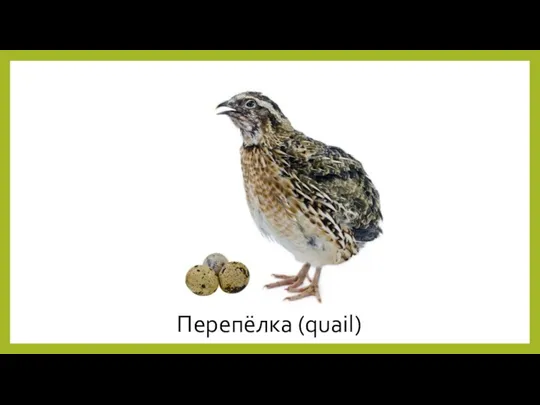 Перепёлка (quail)