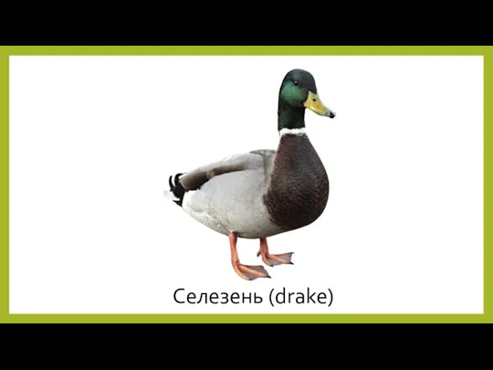 Селезень (drake)