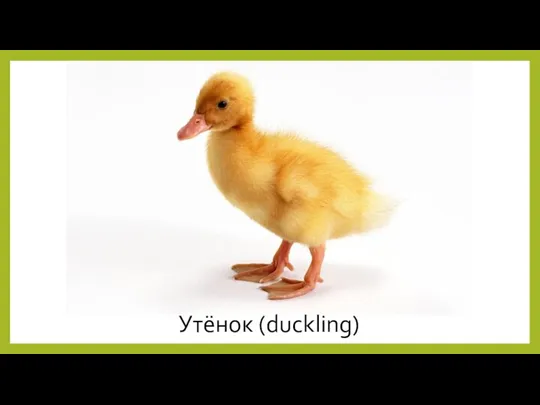 Утёнок (duckling)