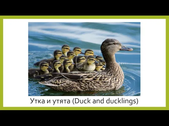 Утка и утята (Duck and ducklings)