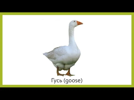 Гусь (goose)