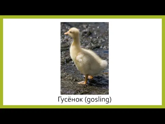 Гусёнок (gosling)