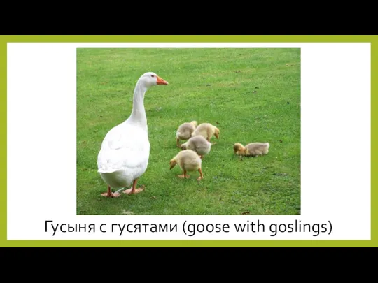 Гусыня с гусятами (goose with goslings)