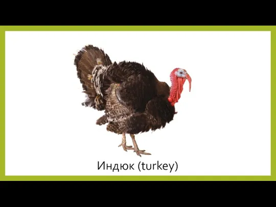 Индюк (turkey)