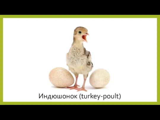 Индюшонок (turkey-poult)