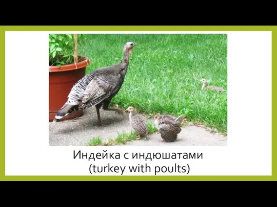Индейка с индюшатами (turkey with poults)
