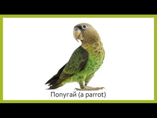 Попугай (a parrot)