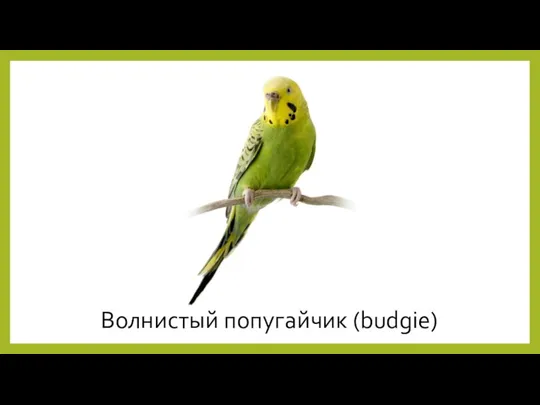 Волнистый попугайчик (budgie)