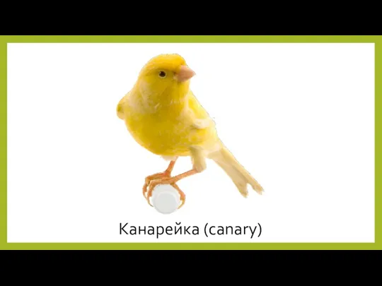 Канарейка (canary)