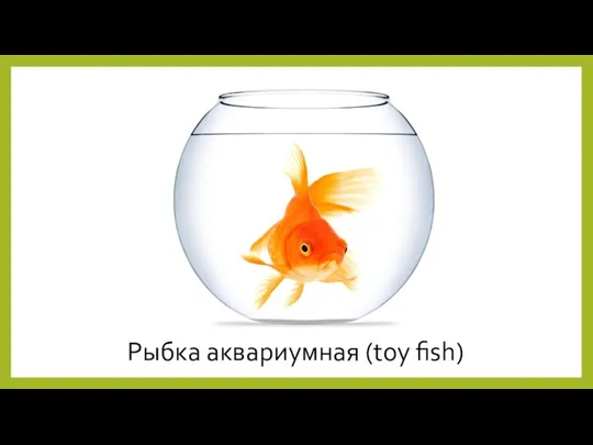 Рыбка аквариумная (toy fish)