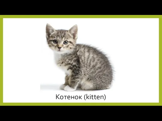 Котенок (kitten)