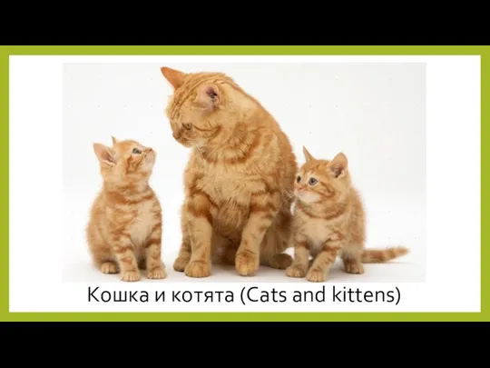 Кошка и котята (Cats and kittens)