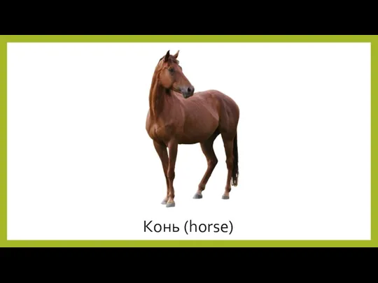 Конь (horse)