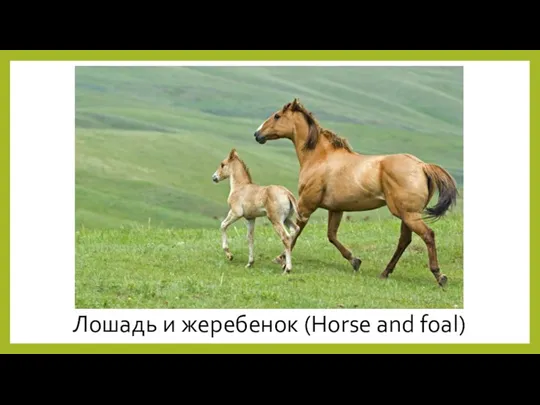 Лошадь и жеребенок (Horse and foal)