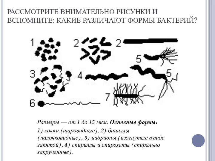 РАССМОТРИТЕ ВНИМАТЕЛЬНО РИСУНКИ И ВСПОМНИТЕ: КАКИЕ РАЗЛИЧАЮТ ФОРМЫ БАКТЕРИЙ? Размеры