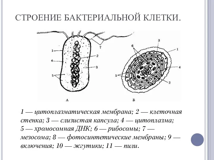 СТРОЕНИЕ БАКТЕРИАЛЬНОЙ КЛЕТКИ. 1 — цитоплазматическая мембрана; 2 — клеточная