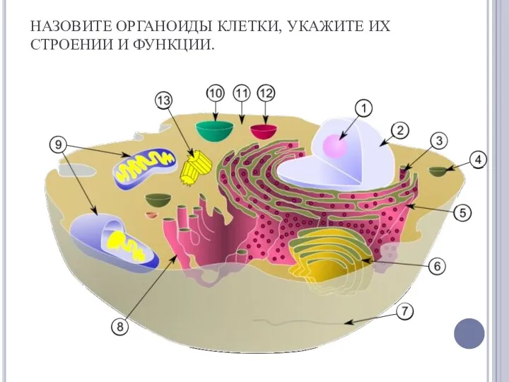 НАЗОВИТЕ ОРГАНОИДЫ КЛЕТКИ, УКАЖИТЕ ИХ СТРОЕНИИ И ФУНКЦИИ.