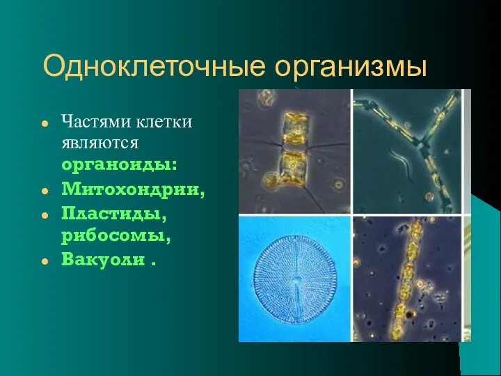 Одноклеточные организмы Частями клетки являются органоиды: Митохондрии, Пластиды, рибосомы, Вакуоли .