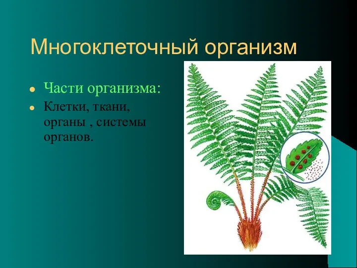 Многоклеточный организм Части организма: Клетки, ткани, органы , системы органов.