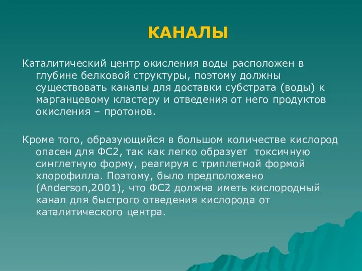 Каталитический центр окисления воды расположен в глубине белковой структуры, поэтому