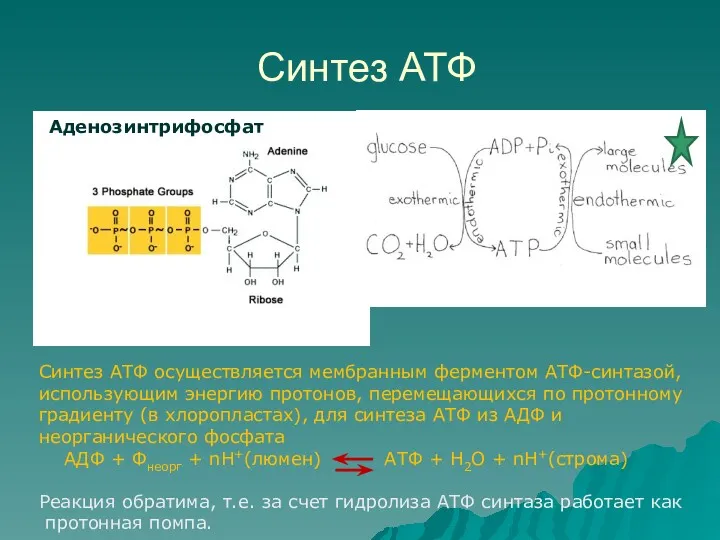 Синтез АТФ Аденозинтрифосфат Cинтез АТФ осуществляется мембранным ферментом АТФ-синтазой, использующим