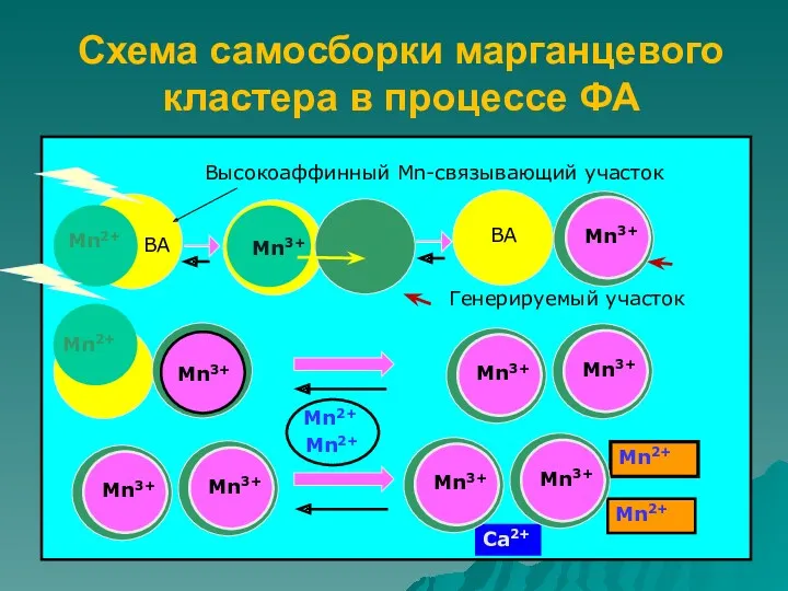 Схема самосборки марганцевого кластера в процессе ФА Mn2+ Mn2+ Mn2+