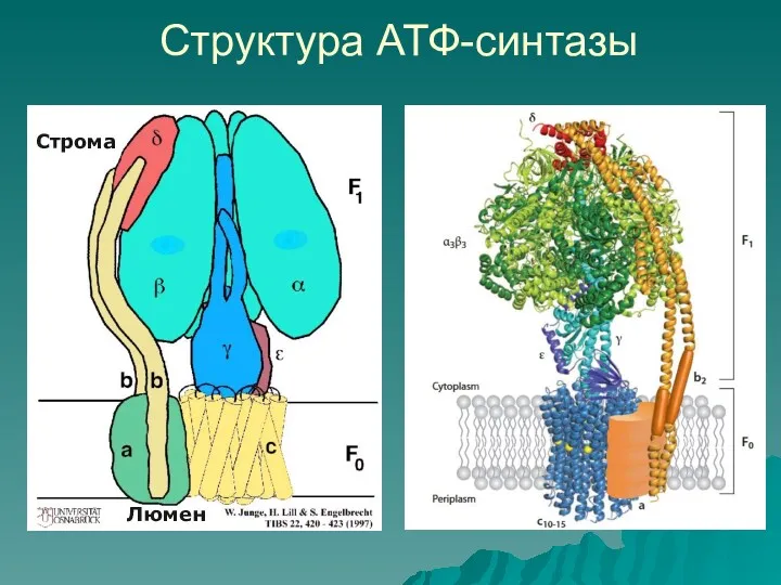 Структура АТФ-синтазы Строма Люмен