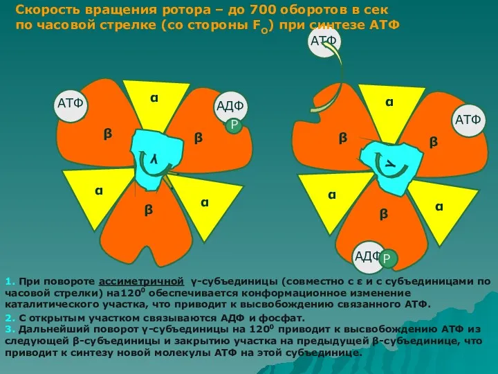 α АТФ γ γ Р Р Скорость вращения ротора –